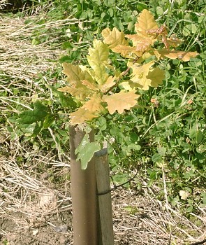 An oak tree sapling growing in the wood
