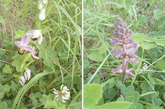 Orchids in the Wood